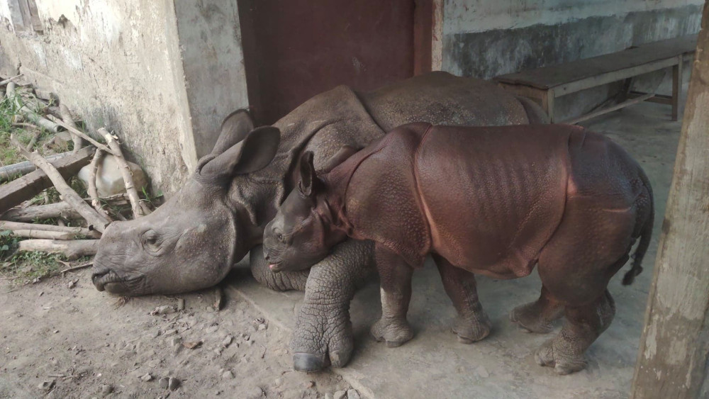 उद्वारपछि जंगलमै लगेर छाडियो केटाकेटी