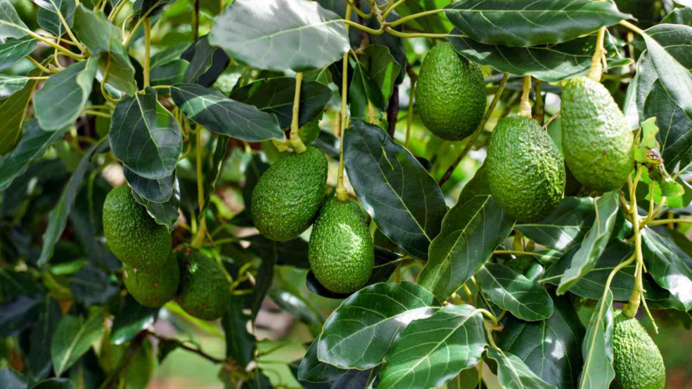एभोकाडोको घाँस पशुपन्छीलाई खुवाउन नहुने