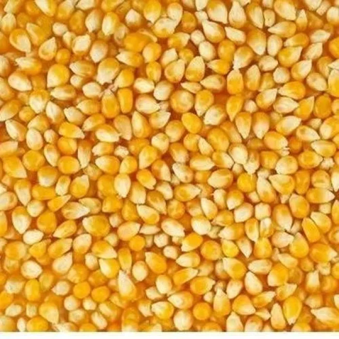 डोटीको मकैको बीउ झापामा बिक्री