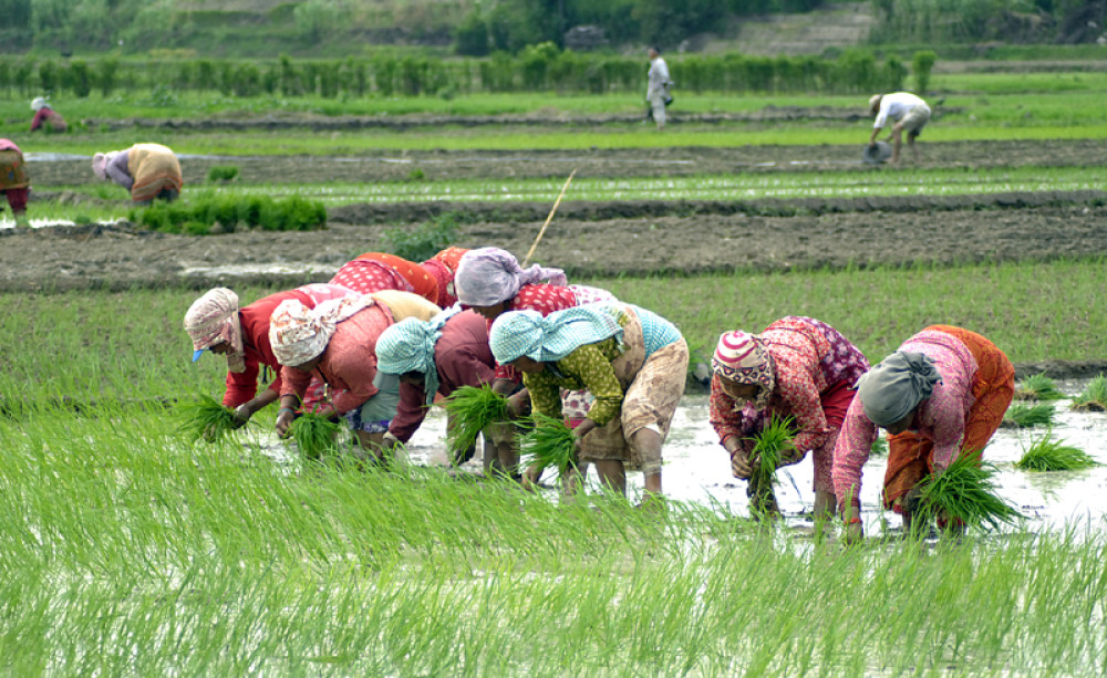 झापामा ९२ प्रतिशत धान रोपाइँ सम्पन्न