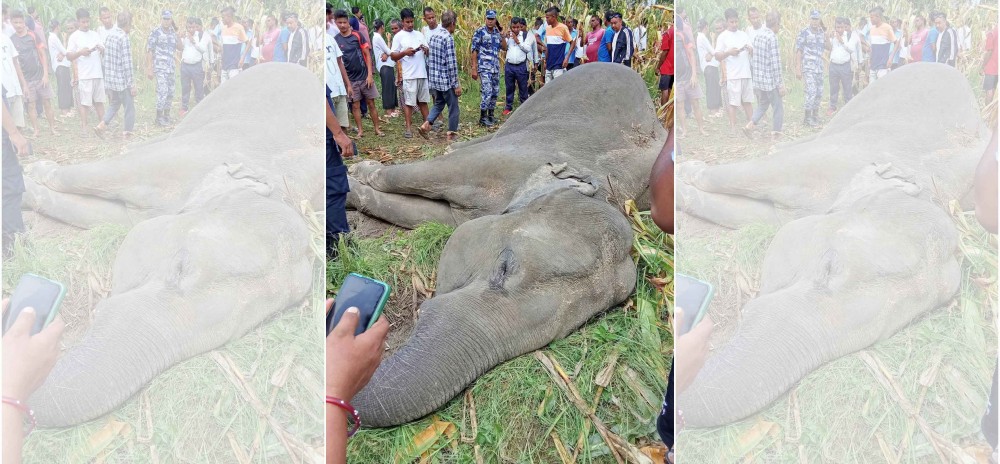 मेचीनगरमा मृत हात्ती फेला, हात्ती आक्रमणबाट एक जना गम्भीर घाइते