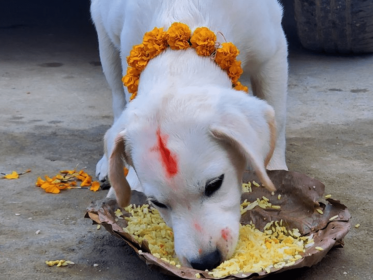 Sajilo Khoj